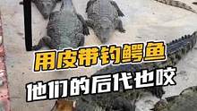 用皮带钓鳄鱼#鳄珍 