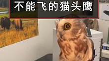给你介绍一个可爱的新朋友：一只名叫Remington的小猫头鹰。虽然它还没有人的拳头大，但其实是非常