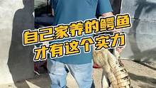 自己家养的鳄鱼才有这个实力#鳄珍 #鳄鱼 #鳄鱼养殖场