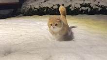 下雪咯！出来玩雪#下雪了 #捕捉一只小可爱