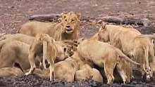 狮群拿捏落单的疣猪#动物世界 #精彩片段 #狮子 #疣猪 #万物皆有灵性 