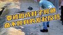 要被做成鞋子鳄鱼奋不顾身的发起反抗#鳄珍 #鳄鱼 #鳄鱼养殖场