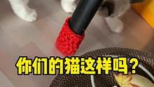 #猫咪 #萌宠 #记录猫咪日常 #我和我的怨种猫咪 #傻猫的日常 你们的猫这样吗，是我做的不好吃嘛？