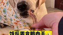 吃个鸭肉干还卡上点了#狗零食 #拉不拉猪 #嘎嘎香 #宠物吃货