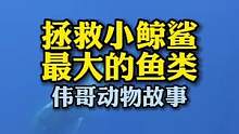 马尔代夫4米鲸鲨缆绳缠身，被潜水员营救后，竟游回来致谢？#万物皆有灵性 #萌宠 #鲨鱼 #治愈系
