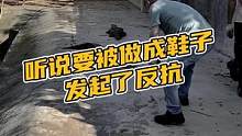 听说要被做成鞋子发起了反抗#鳄珍 #鳄鱼 #鳄鱼养殖场