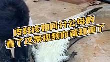 皮鞋该如何分公母的看了这条视频你就知道了#鳄珍 #鳄鱼 #鳄鱼养殖场