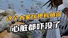 这个大家伙把鳄鱼哥心脏都吓没了#鳄珍 