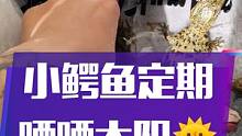 小鳄鱼每天定期晒晒太阳#盘它就完了 #鳄鱼 #遇到凡事不要慌 #鳄鱼苗 
