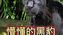懵懂的黑豹正在饮水#动物世界 #精彩片段 #黑豹 #野生动物零距离 #万物皆有灵性 