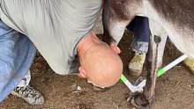 赵师傅给毛驴修蹄。