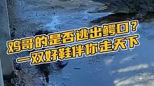鸡哥的是否逃出鳄口？一双好鞋伴你走天下#鳄珍 