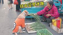 狗狗花钱买菜，大娘偷梁换柱，路人：这摊主有好报