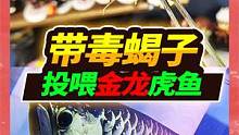 收到一盒4只带毒蝎子，准备投喂5000块的金龙鱼，毒针直接滴毒液 #家有爬宠 #蝎子  #金龙鱼