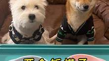 饭搭子小狗来吃饭啦#西高地白梗 #柴犬