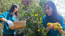湖南湘西历史大旱，姑娘上山收橘子，到现场直接傻眼了！农业好难