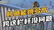 鳄鱼能跨栏你们信不信?#鳄珍 