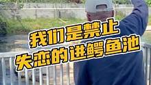 我们是禁止失恋的进鳄鱼池#鳄珍 