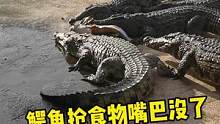 鳄鱼抢食打架这么凶？#鳄鱼 #鳄珍 #鳄鱼养殖场 #人工养殖鳄鱼 