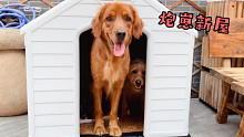 三只汪的日常，小炮又有新房子了