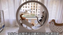 家里10个孩子对猫咪跑步机的不同反应