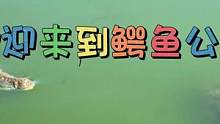 今天给你的皮带加餐喂点大巴沙鱼#鳄珍 