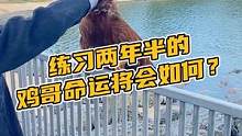 练习两年半的鸡哥命运将会如何？#鳄珍 #鳄鱼 #鳄鱼养殖场 