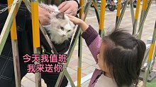 又用布偶猫把我女儿送进了幼儿园，全程蹦跳不哭闹