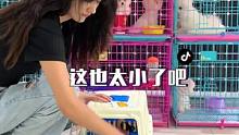 这也太小了吧，手心里的掌中宝！#可爱到爆炸 #这也太可爱了吧 #萌宠