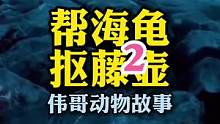 小海龟浑身长满藤壶，如果是您会帮助它吗？#万物皆有灵性 #解压视频 #藤壶 #治愈