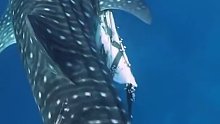 水下解救10多米长的大鲨鱼，绳子都勒进了肉里，太可怜了，万物有灵，感恩相救