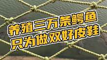 养殖三万条鳄鱼想看看什么样么？#鳄珍 #鳄鱼养殖场 #鳄鱼 