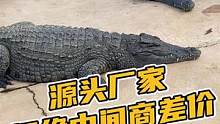 源头厂家，让大家不花智商税就买到高档鞋#鳄珍 #鳄鱼养殖 #鳄鱼养殖场 