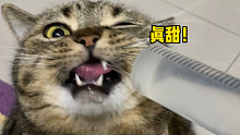 【肥弟】该怎样告诉我的猫他这样喝水不正常！