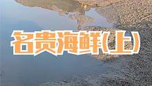 乱石坑下搁浅各种值钱货，300一斤名贵海鲜好给力，螃蟹都成精了（上）