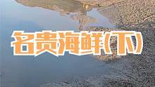 乱石坑下搁浅各种值钱货，300一斤名贵海鲜好给力，螃蟹都成精了（下）