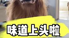 这味道看来挺浓郁啊...#萌宠成精了 #萌宠日常记录 #萌宠出道计划 