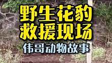 印度惊心动魄的野生动物救助现场记录，一场温心的救援。#万物皆有灵性 #花豹 #爱护动物
