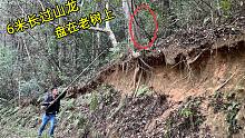 深山里发现一条6米长“过山龙”，盘在40年老树上，看看长啥样的