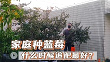 蓝莓什么时候追肥最好？抓住时机是关键，这样子施肥蓝莓又大又甜