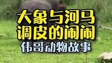 大象与河马，调皮的象宝宝！#万物皆有灵 #原创搞笑 #儿童故事 #动物世界