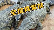全是真家伙，鳄鱼全产业链#鳄珍 #鳄鱼 #鳄鱼养殖 