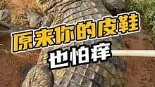 原来你的皮鞋也怕痒#鳄珍 #鳄鱼 #鳄鱼养殖场 