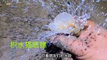 小丁赶海，退潮后发现猫眼螺躲在沙子里，拿出来一捏还喷水