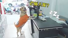 狗狗趁店主睡着，这节奏下肆意采购，分分钟帮店搬家