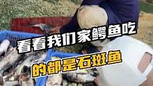 看看我们家鳄鱼吃的都是石斑鱼#鳄珍 #鳄鱼 #鳄鱼养殖场