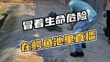 冒着生命危险在鳄鱼池里直播#鳄珍 #鳄鱼 #鳄鱼养殖场