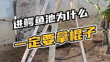 你们总说我们打鳄鱼过于残忍，那你们有知道为什么一定要拿棍子进鳄鱼池吗？#鳄珍 #鳄鱼 #鳄鱼养殖场 