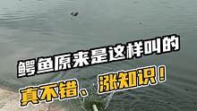 原来鳄鱼是这样叫的，真不错，涨知识！#鳄珍 #鳄鱼 #鳄鱼养殖场 #鳄鱼养殖 