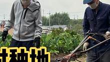 日本农民翻地的机器，日本农村佳爸爸学习翻地，朋友又送我很多菜
